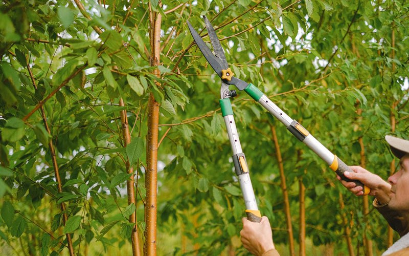 Tree trimming in Harvel, IL